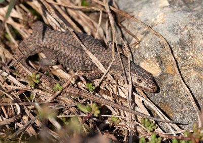 Lzard des murailles, Podarcis muralis brongniardii