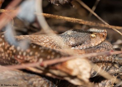 Vipre aspic, Vipera aspis aspis