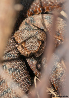 Vipera aspis, 10.03.22