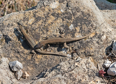 Lzard des murailles, Podarcis muralis brongniardii