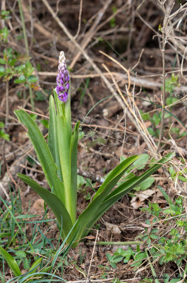Androrchis mascula