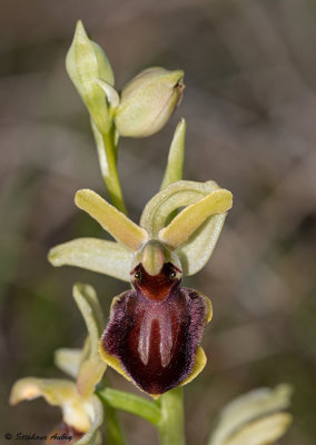 Ophrys sphegodes