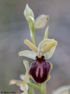 Ophrys sphegodes