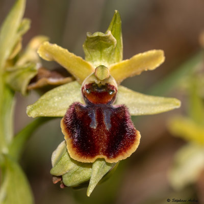 Ophrys sphegodes