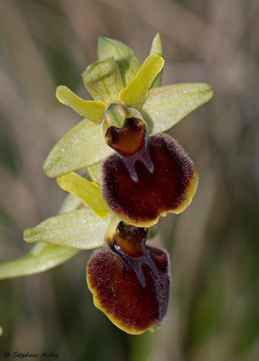 Ophrys sphegodes