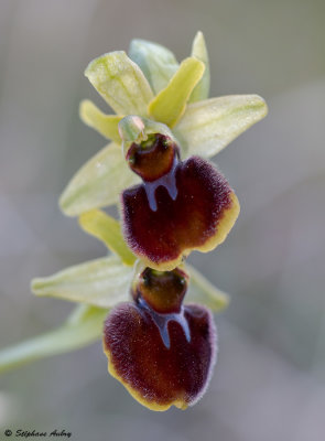 Ophrys sphegodes