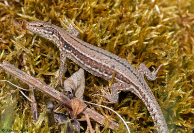 Lzard des murailles, Podarcis muralis brongniardii