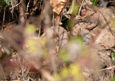 Vipère aspic, Vipera aspis aspis