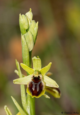 Ophrys araneola