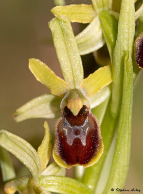 Ophrys araneola