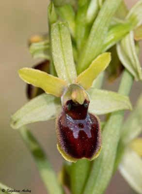 Ophrys araneola