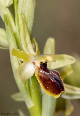 Ophrys araneola