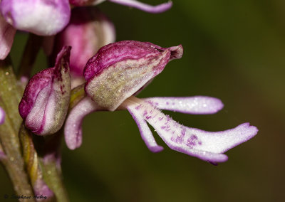 Orchis militaris x O. purpurea