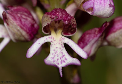 Orchis militaris x O. purpurea