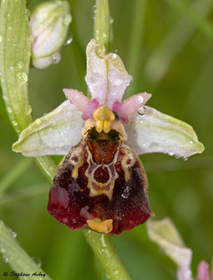 Ophrys fuciflora