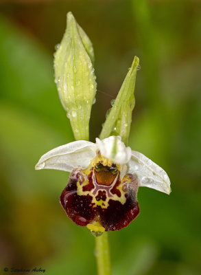 Ophrys fuciflora