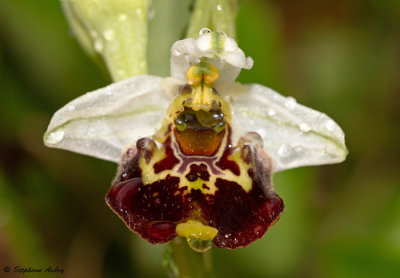 Ophrys fuciflora