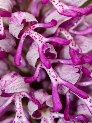 Orchis militaris x O. simia