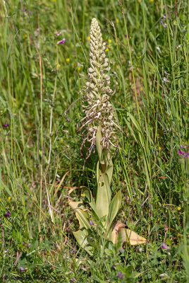 Himantoglossum hircinum