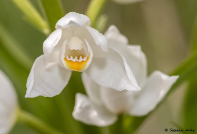 Cephalanthera longifolia