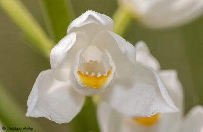 Cephalanthera longifolia