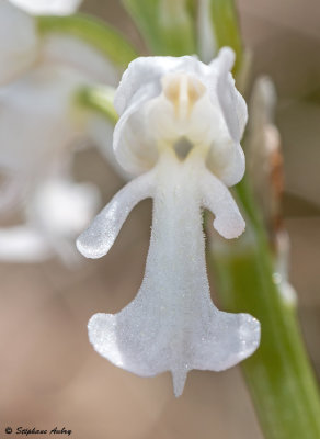 Orchis militaris