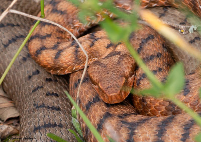 Vipre aspic, Vipera aspis aspis