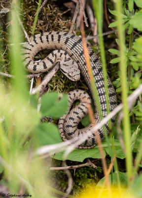 Vipre aspic, Vipera aspis aspis