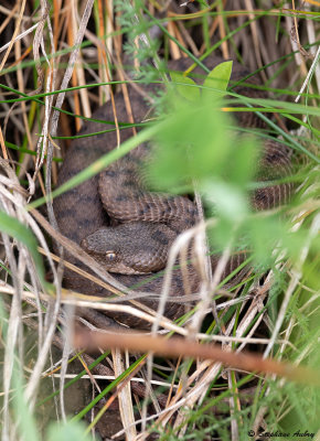 Vipre aspic, Vipera aspis aspis