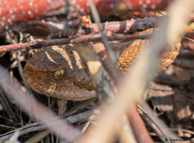 Vipre aspic, Vipera aspis aspis