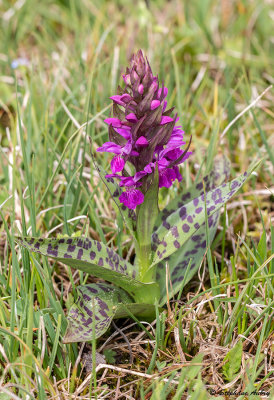 Dactylorhiza majalis