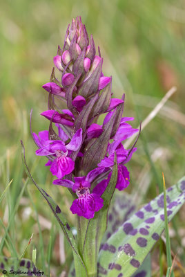Dactylorhiza majalis