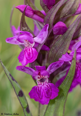 Dactylorhiza majalis