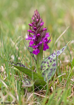 Dactylorhiza majalis