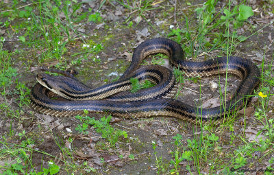 Couleuvre  quatre raies, Elaphe quatuorlineata quatuorlineata