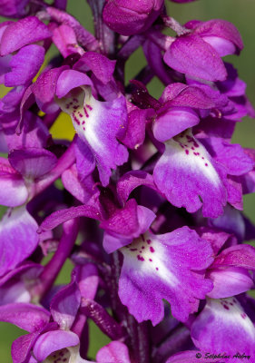 Androrchis mascula
