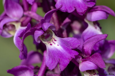 Androrchis mascula