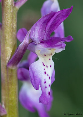 Androrchis mascula