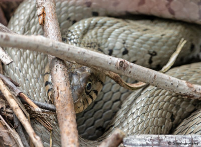 Couleuvre  collier, Natrix helvetica