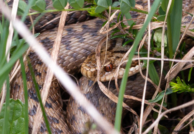 Vipre pliade, Vipera berus berus