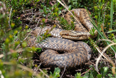 Vipre pliade, Vipera berus berus