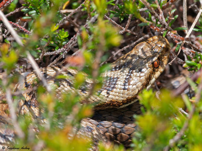 Vipre pliade, Vipera berus berus