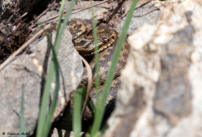 Vipère péliade, Vipera berus berus