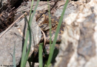 Vipère péliade, Vipera berus berus