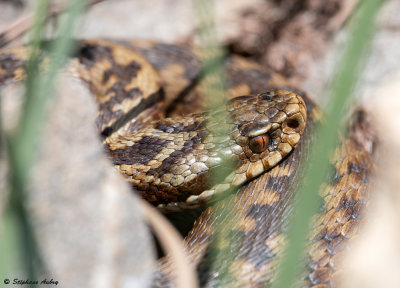 Vipre pliade, Vipera berus berus