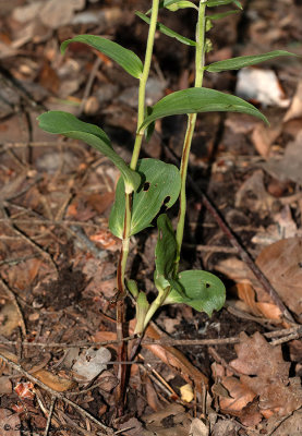 Epipactis distans