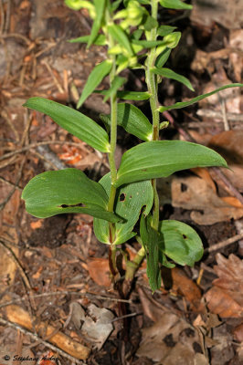 Epipactis distans