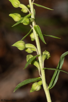 Epipactis distans