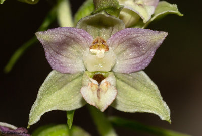 Epipactis distans