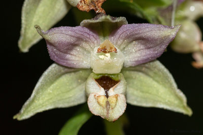 Epipactis distans